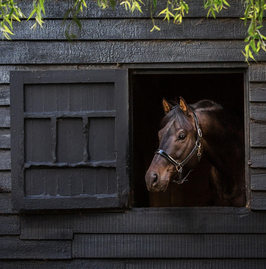 Hannah Freeland – Photographer