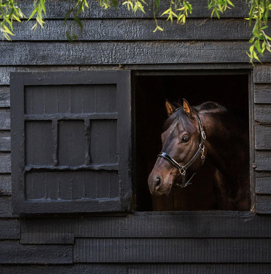 Hannah Freeland – Photographer